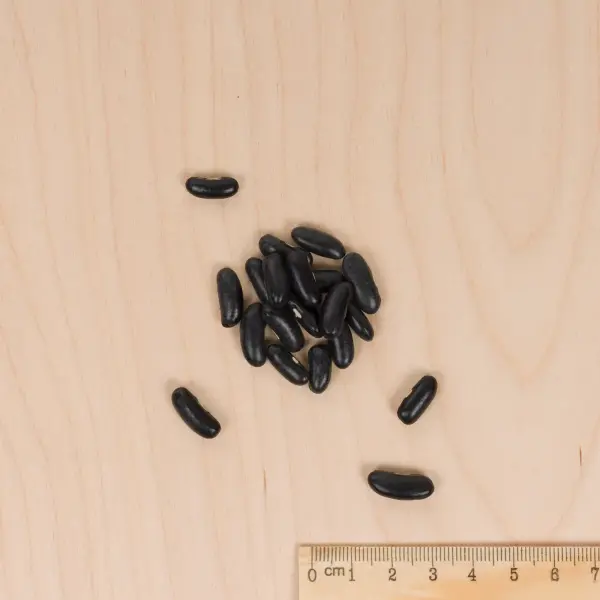 Légumes Secs - Haricot Nain Beurre de Rocquencourt - MEDIA_3D